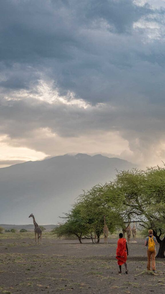 Giraffes and  Ol Doinyo Lengai (The Mountain of God),  Gregory Rift, Arusha Tanzania. December 24, 2022.